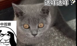 蓝猫视频,探索奇幻世界，畅游知识海洋